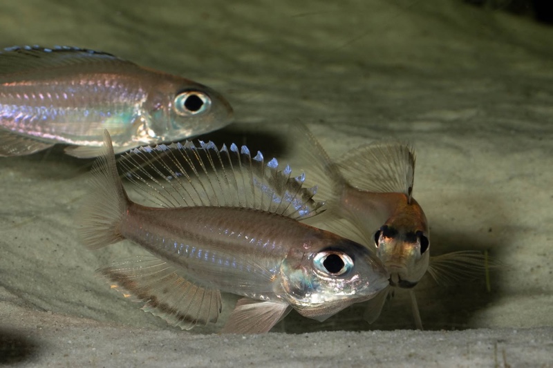Trematocara marginatum 'Kigoma area'